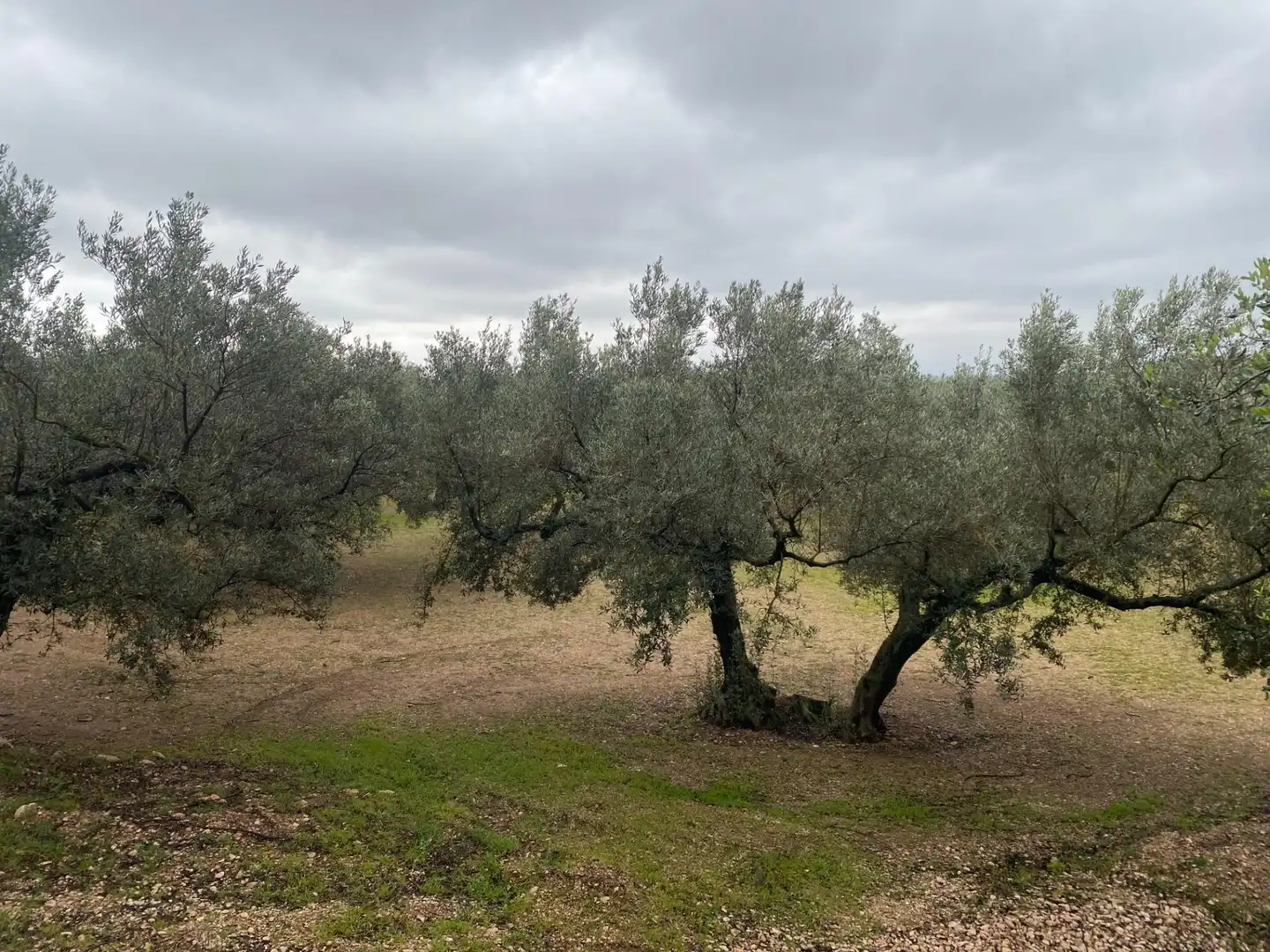 Terreno rustico in vendita a Roquetes