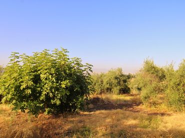 Rural land for sale in Camino las Barrancas