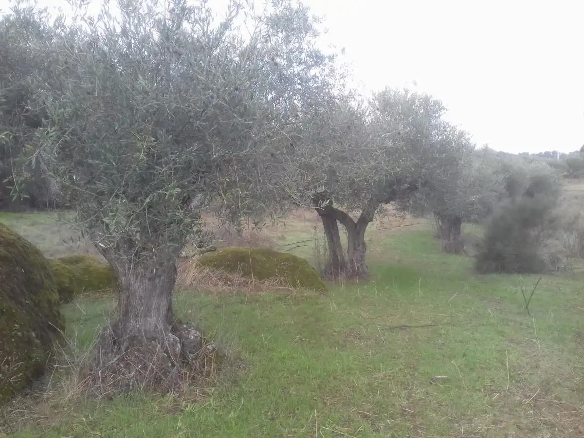 Terreni e lotti in vendita a Arroyo de la Luz, imagen 2