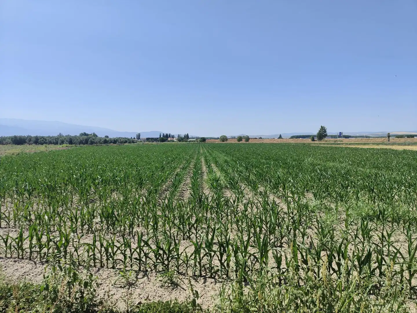 Terreni e lotti in vendita a Carretera Carretera de Pinos Puente, imagen 6