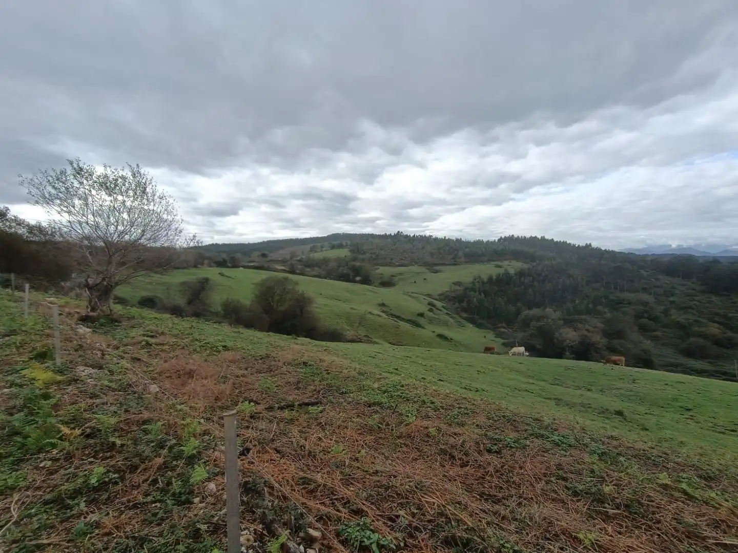 Terreny rústic en venda a Ruiloba
