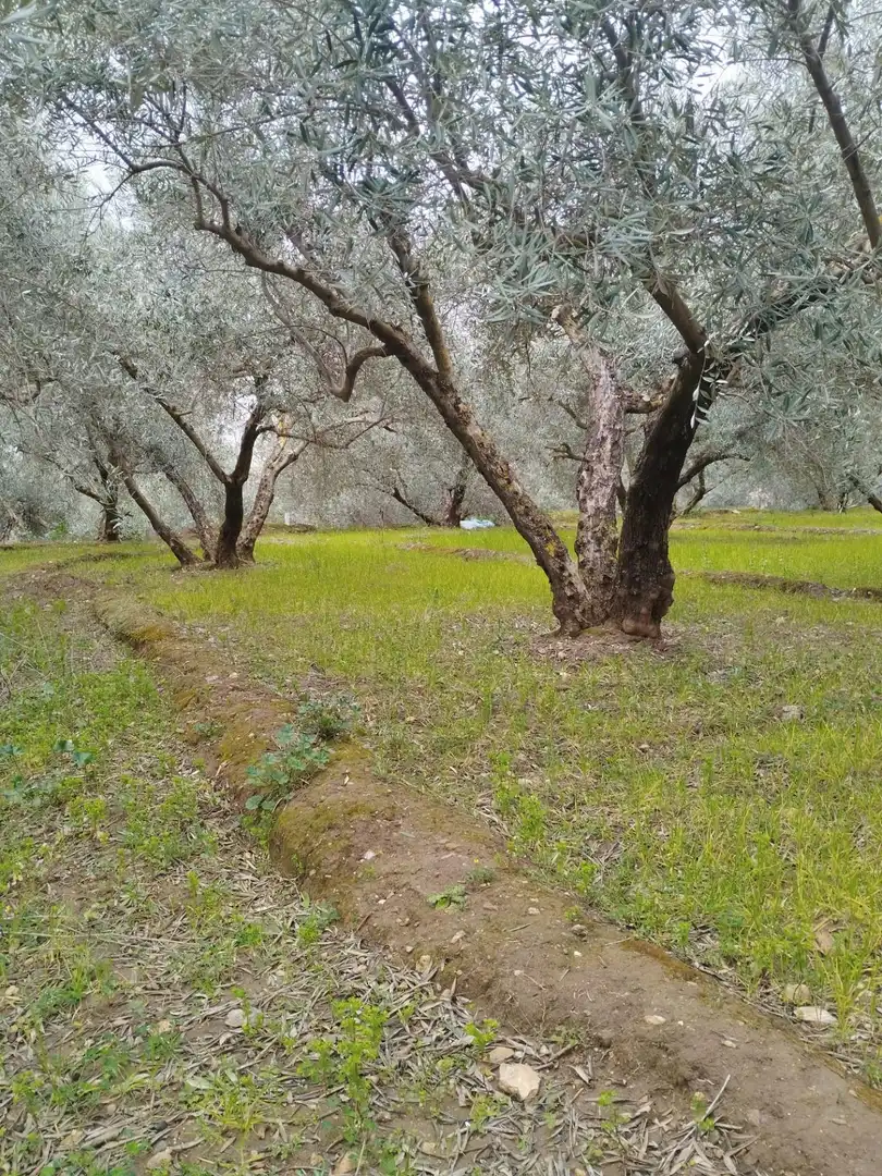 Terreni e lotti in vendita a Camino del cerro poligono 3 parcela, imagen 23