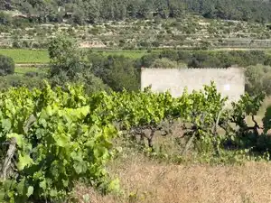 Rustikales Grundstück zum Verkauf in Carrer del Camp 9, imagen 9