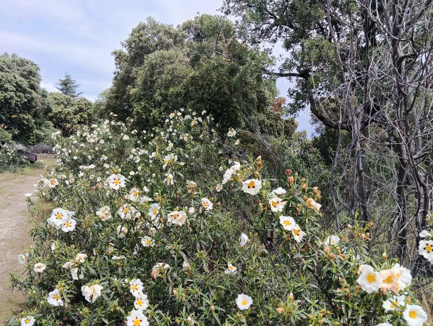 Jardí de Casa o xalet en venda en Valdemorillo