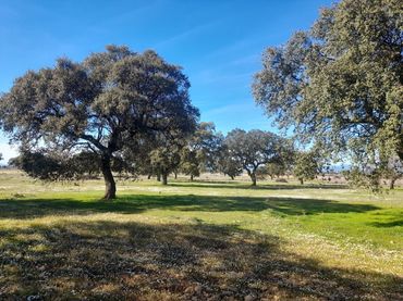 Terreno rustico in vendita a N-430 145