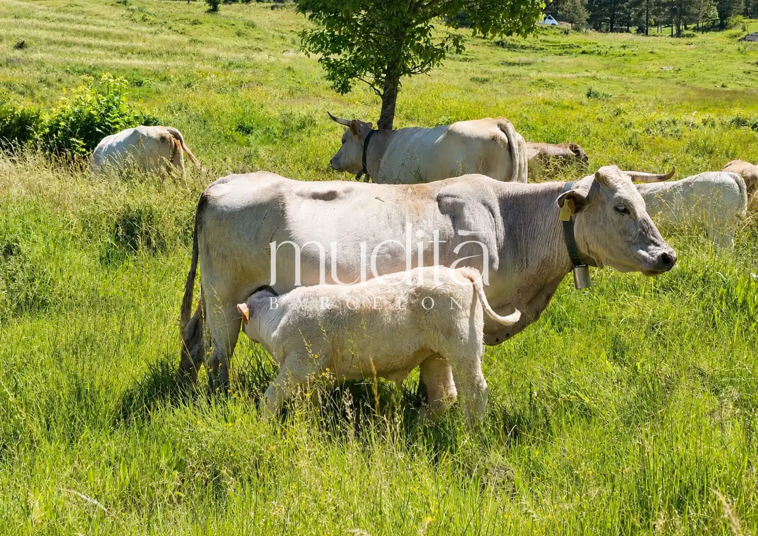 Jardí de Finca rústica en venda en Guardiola de Berguedà amb Calefacció i Terrassa