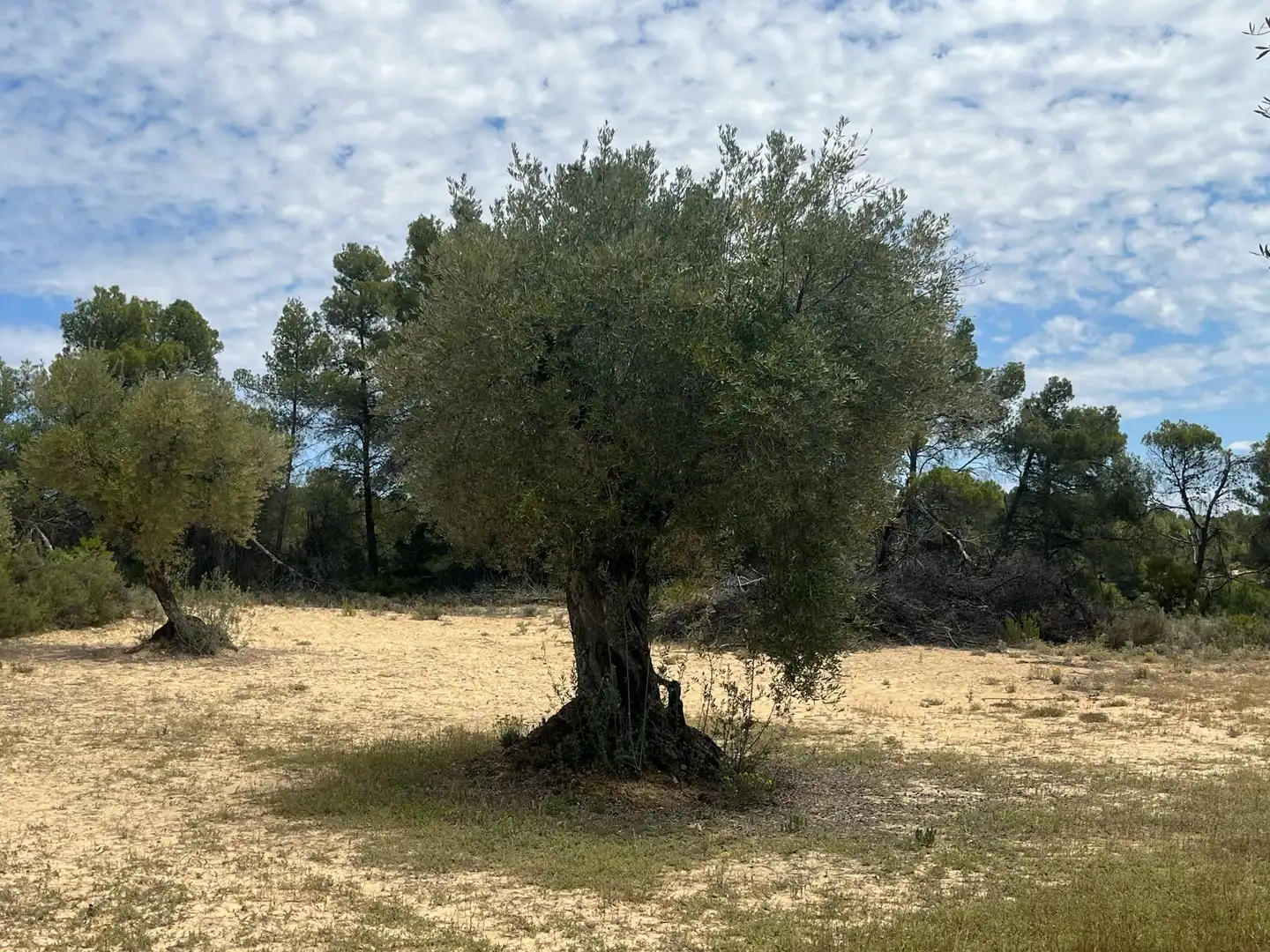 Terreni e lotti in vendita a Cretas, imagen 9