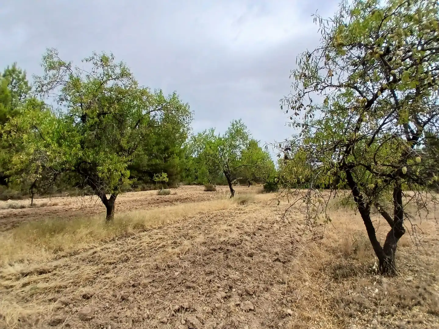 Terreno rustico in vendita a La Fresneda, imagen 8