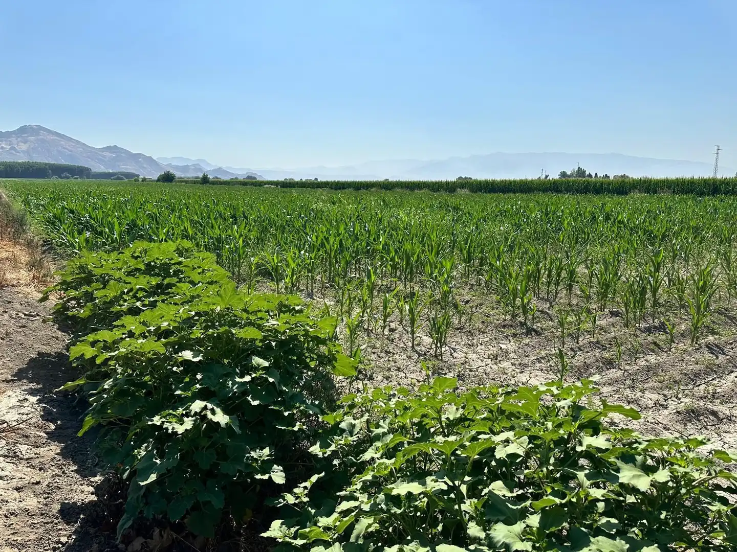 Grundstücke und Bauplätze zum Verkauf in Fuente Vaqueros, imagen 3