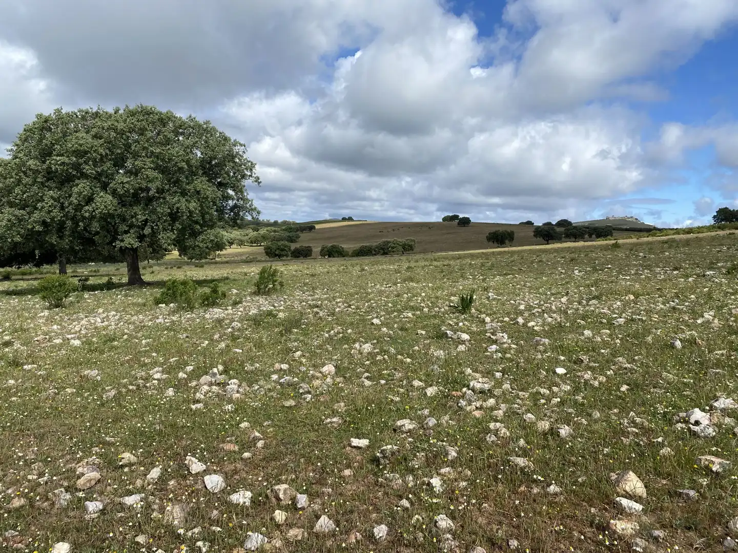 Terreno en venta en Deleitosa