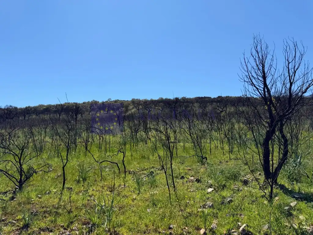 Finca rústica en venta en Aliseda con Terraza