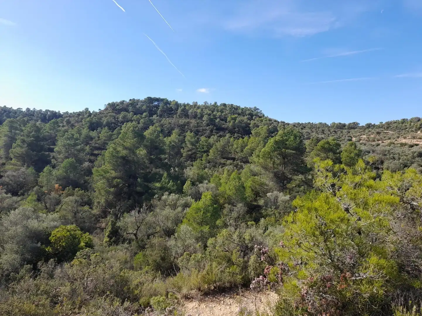 Land for sale in La Palma d'Ebre