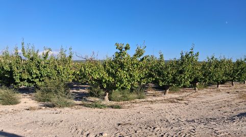 SE VENDE FINCA EN PLENA PRODUCCIÓN FRUTALES, imatge 2
