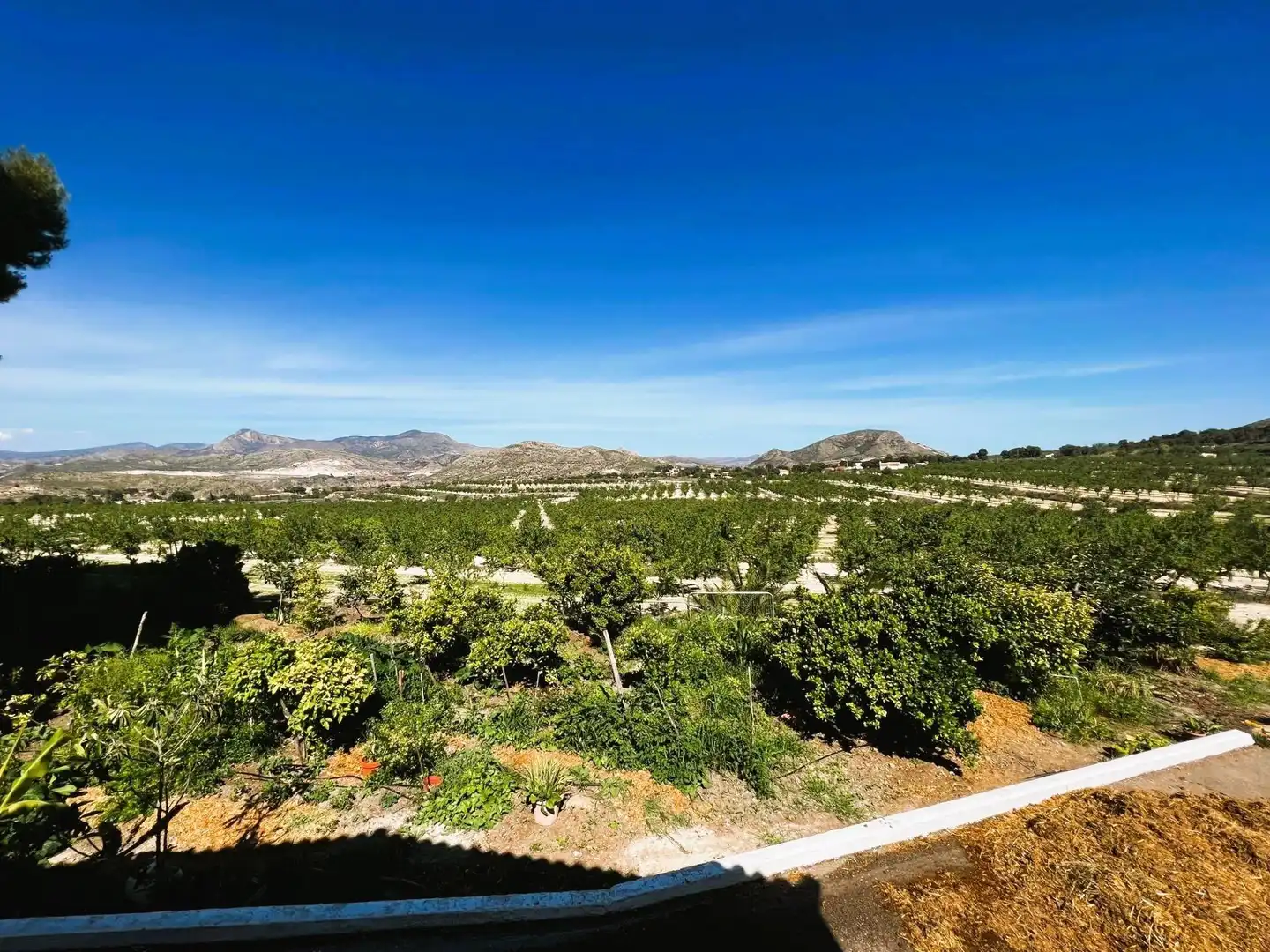 Vista exterior de Finca rústica en venta en Monóvar  / Monòver con Aire acondicionado, Calefacción y Jardín privado