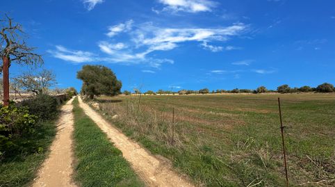 Exclusivo terreno entre Santanyi y Cala Santanyi con 20.000 m., imatge 3
