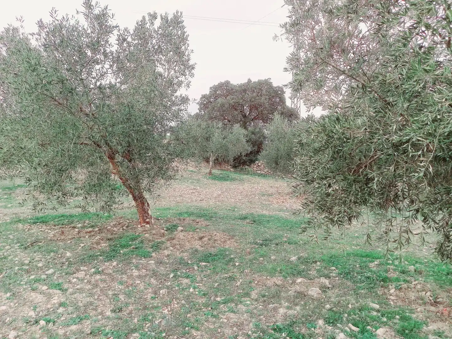 Terreni e lotti in vendita a Alhama de Granada, imagen 8