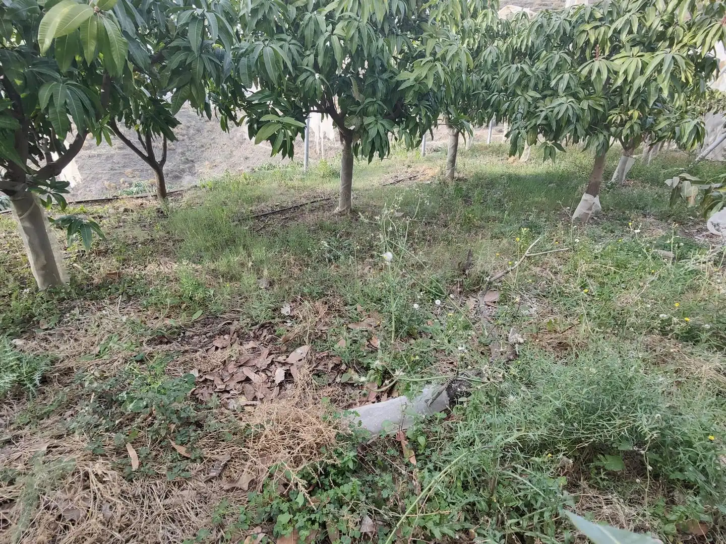 Rural land for sale in Itrabo