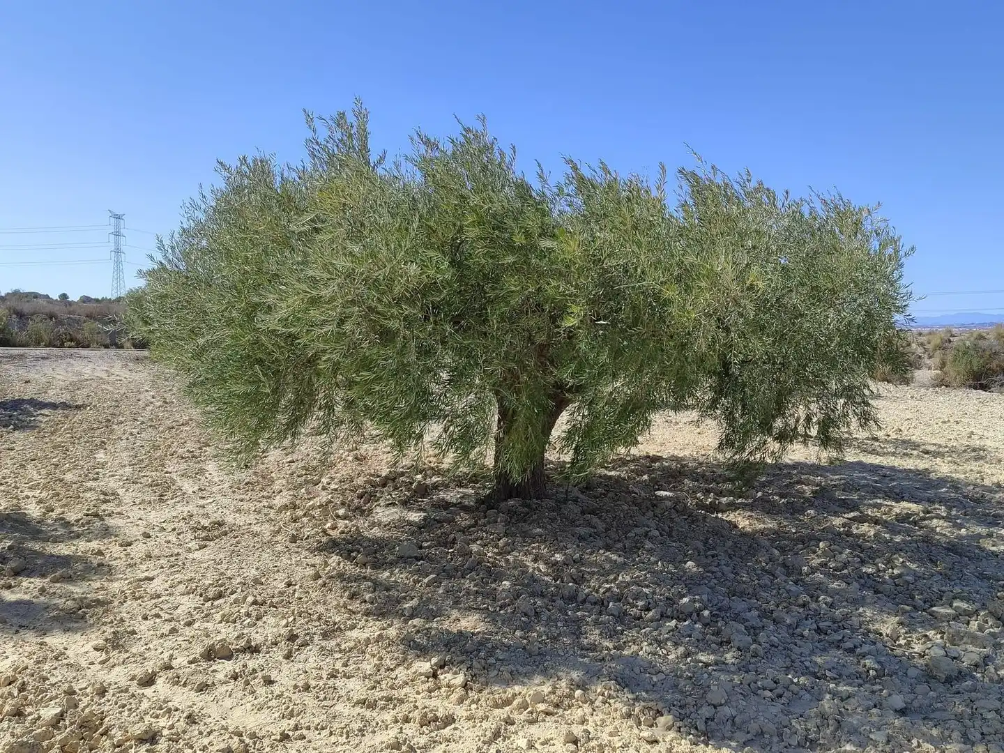 Lands and plots for sale in Abanilla, imagen 5