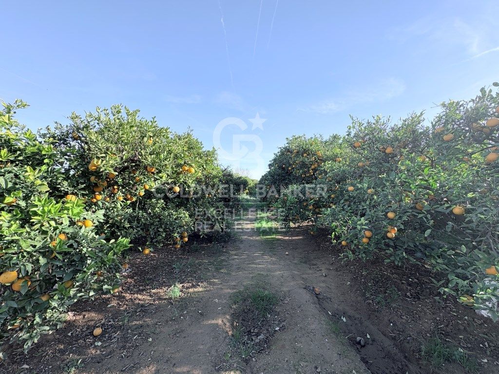 Finca rústica en venta en Partida Contienda, Moncada