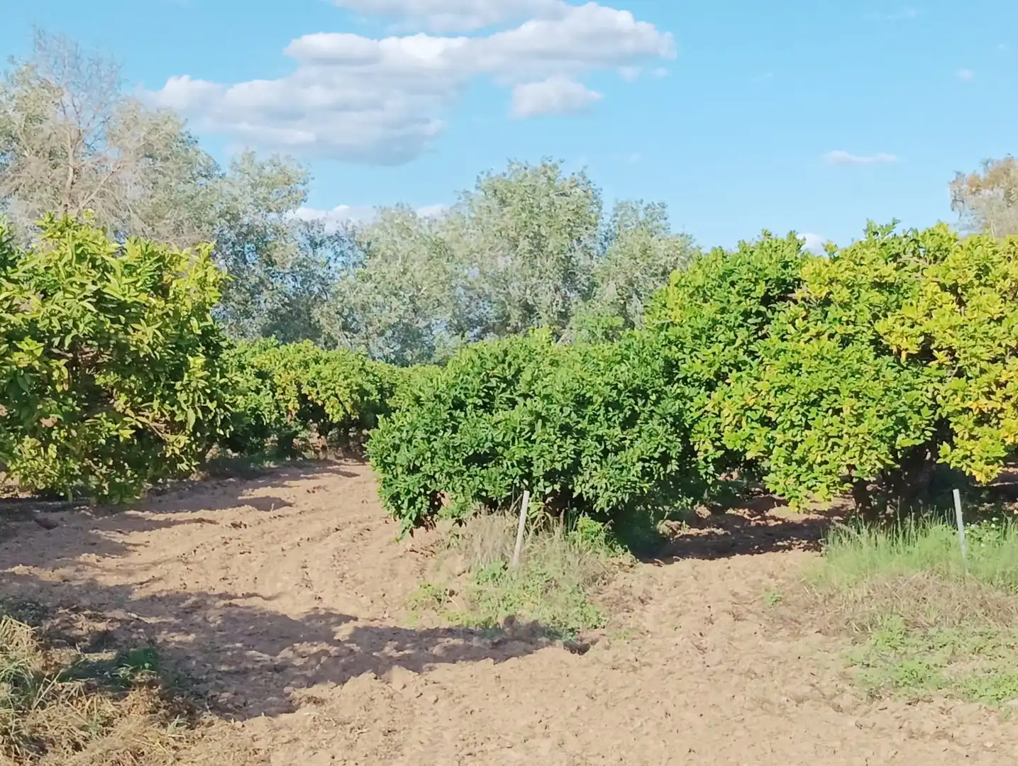 Terreno en venta en La Algaba