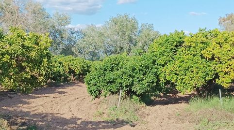 VENTA DE TERRENO RUSTICO AGRICOLA, Bild 4