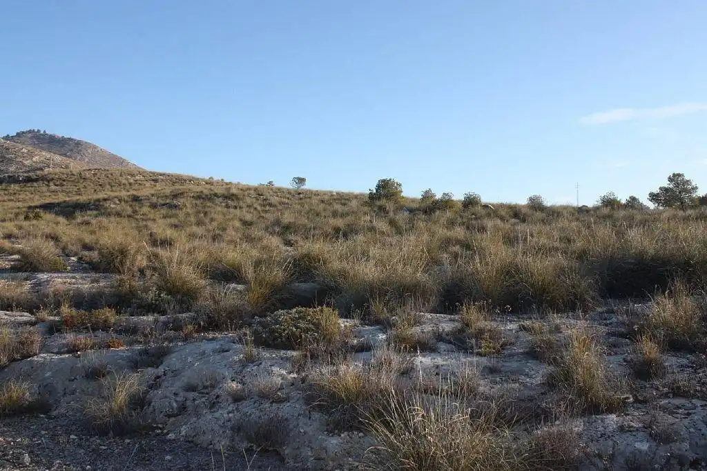Terreny rústic en venda a FUENTE PEÑA Parc. 536, imagen 6