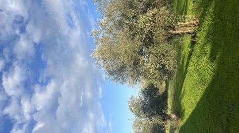 Foto 3 de Finca rústica en venta en Calle Iglesia, 6, Segura de León, Badajoz