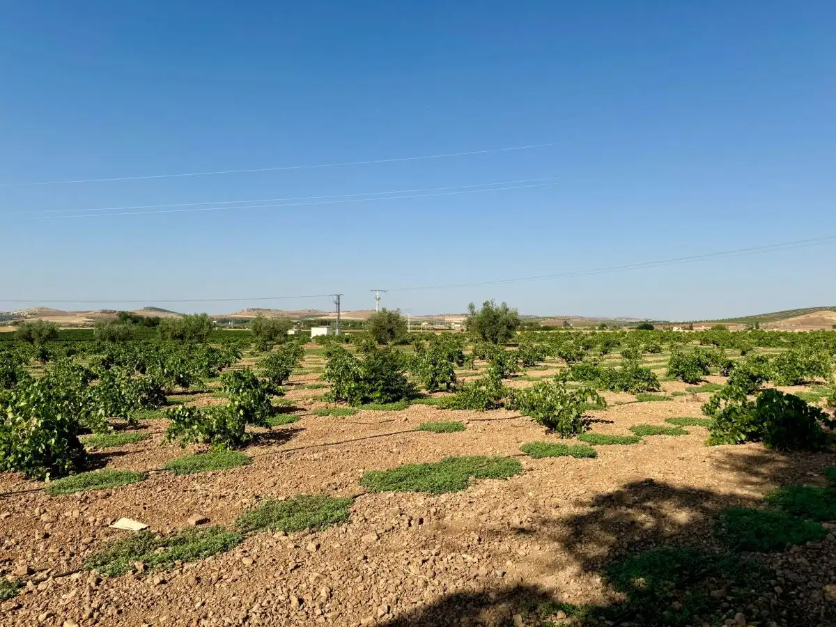 Casa rústica en venda a Valdepeñas, imagen 26