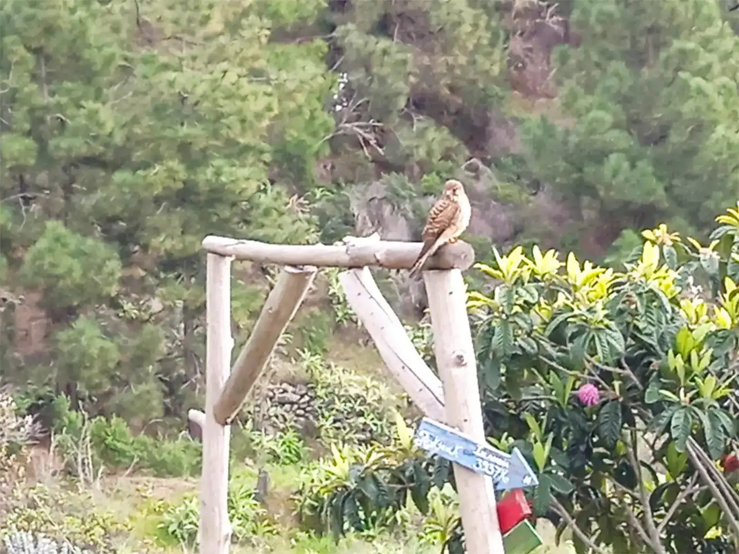Jardín de Finca rústica en venta en Tijarafe con Jardín privado
