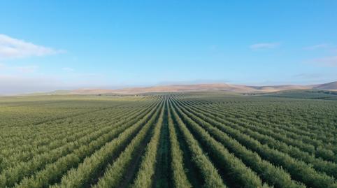 Foto 3 de Terreno de alquiler en Carretera Jerez -guadalcacín, Caballero Bonald - San José Obrero - Guadalcacín, Cádiz
