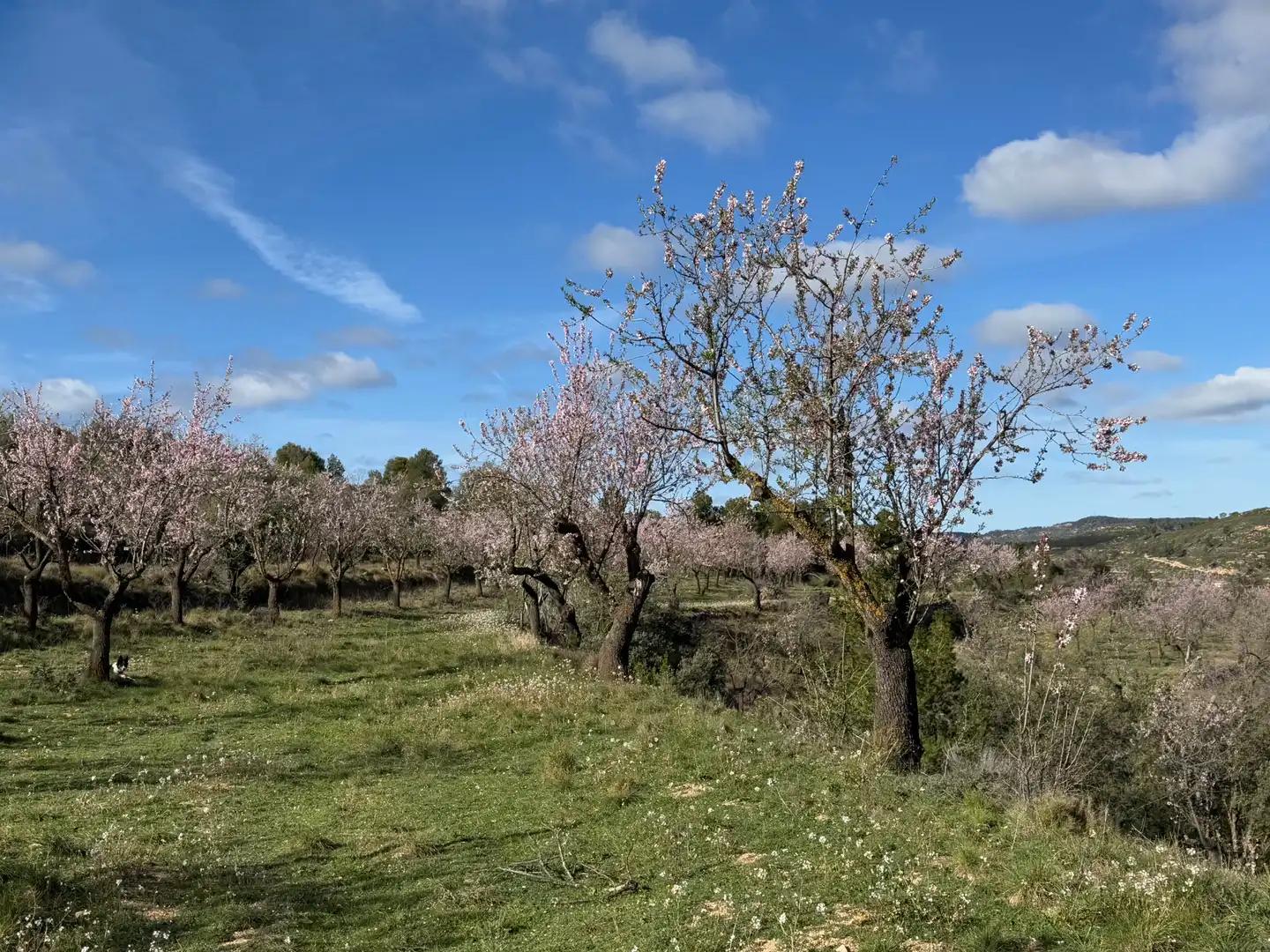 Terreni e lotti in vendita a Valderrobres, imagen 21