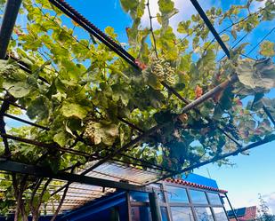 Terreny de lloguer en La Matanza de Acentejo