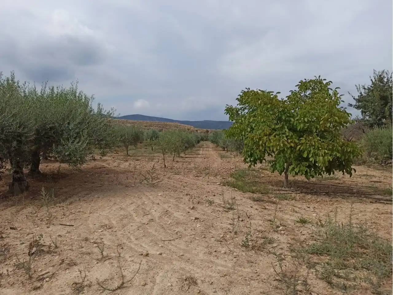Terreno rustico in vendita a Cervera del Maestre, imagen 19