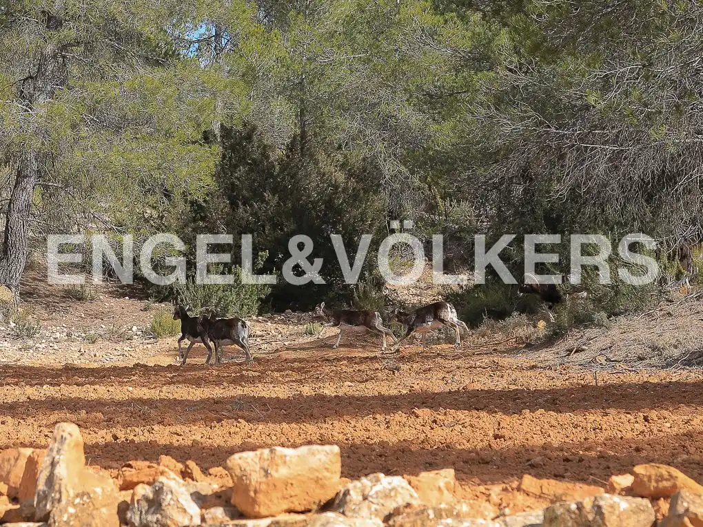 Finca rústica en venda en Ayora amb Jardí privat, Parquet i Terrassa