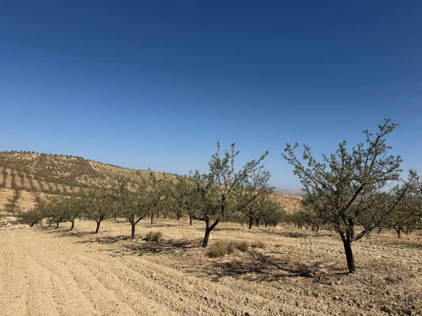 Terreno rustico in vendita a Camino de Alhendín, imagen 11
