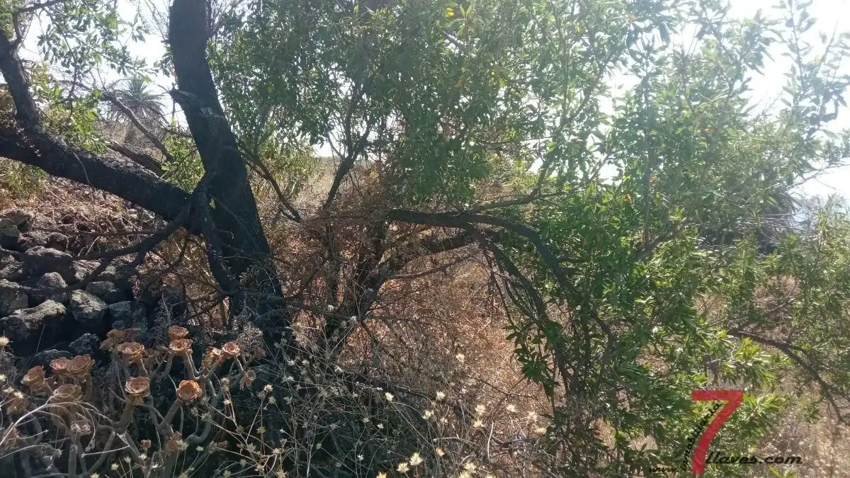 Finca rústica en venta en Santa Cruz de la Palma