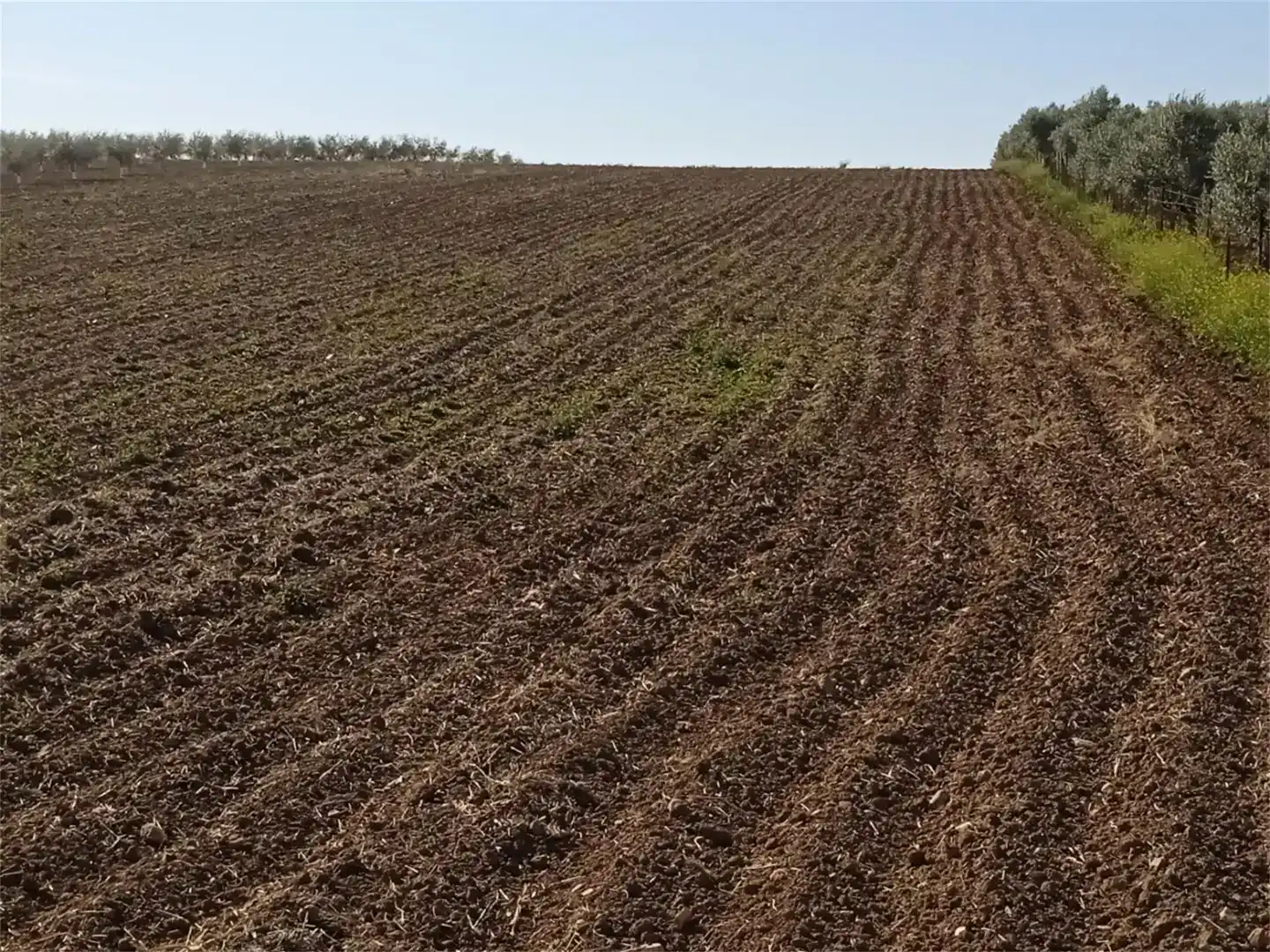 Finca rústica en venda en La Carlota