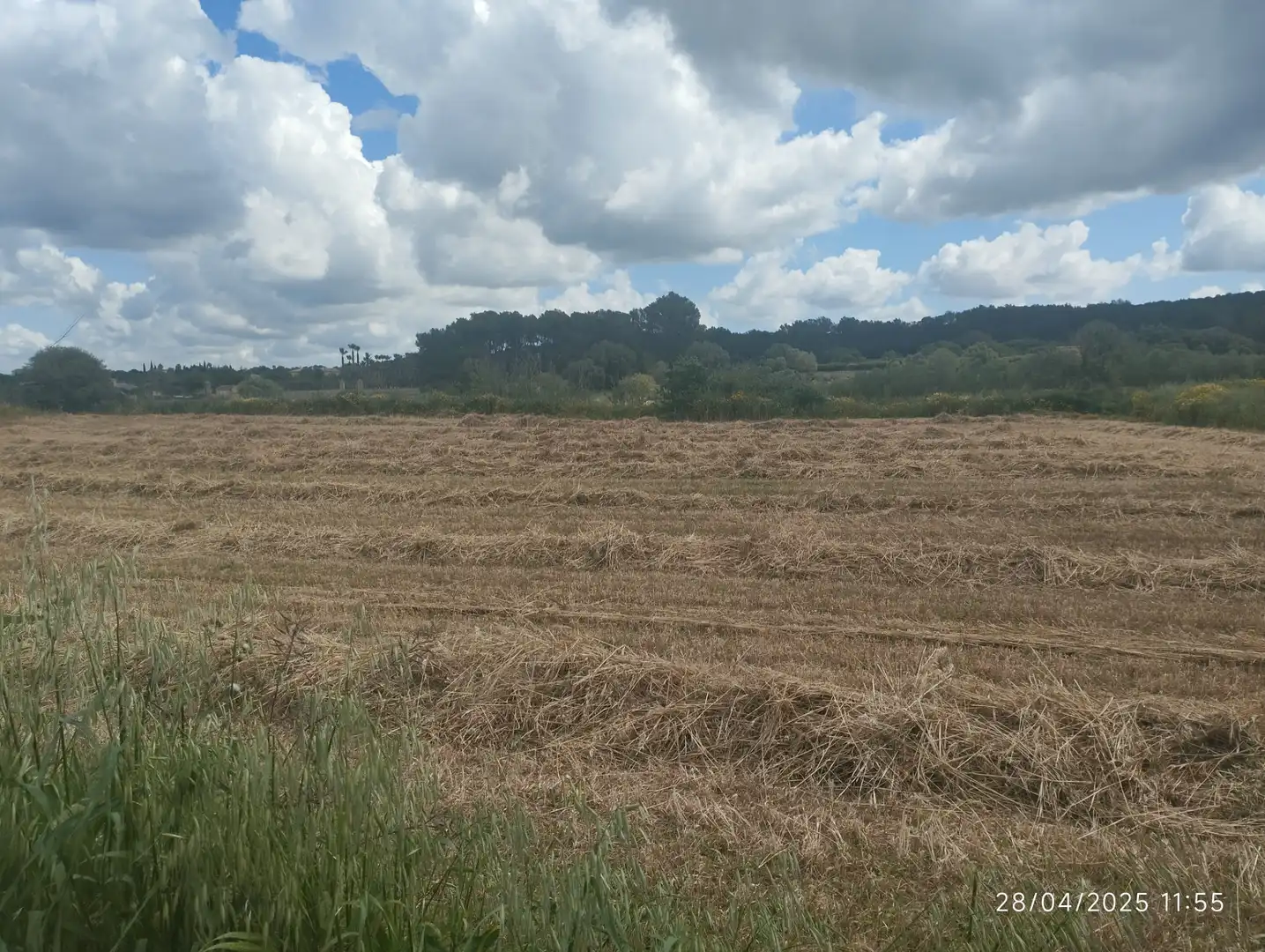 Rural land for sale in Algaida, imagen 2