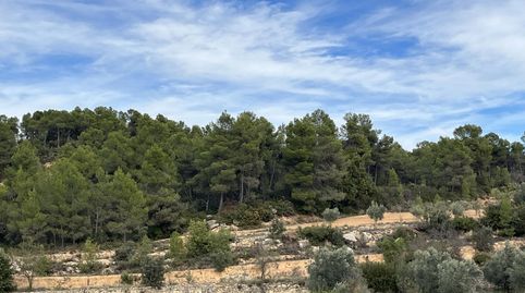 FINCA DE OLIVOS JOVENES I VIÑEDOS