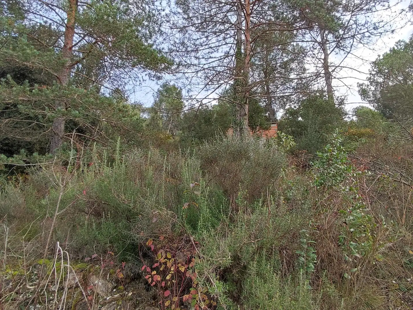 Terrain rustique à vendre à Monistrol de Calders, imagen 41