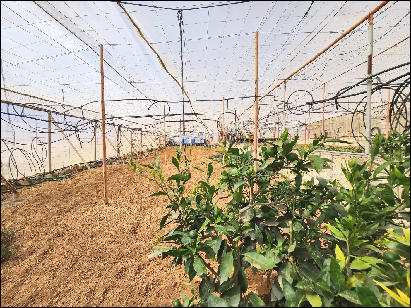 Jardí de Finca rústica en venda en Arico amb Terrassa i Moblat