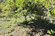 Finca rústica en venda en Cártama