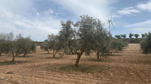Finca de olivos cerca de Padul