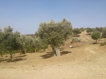 Rural land for sale in Medina Sidonia
