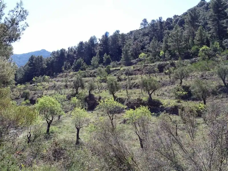 Finca rústica en venta en Beceite