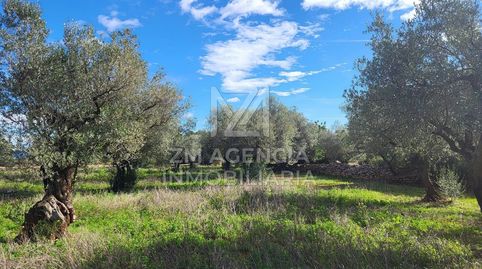 FINCA RUSTICA EN VENTA EN TRAIGUERA, immagine 4