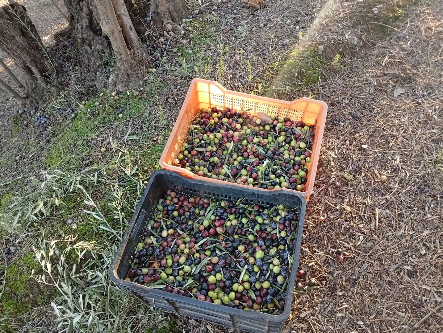 Terreni e lotti in vendita a Villanueva de la Vera, imagen 20