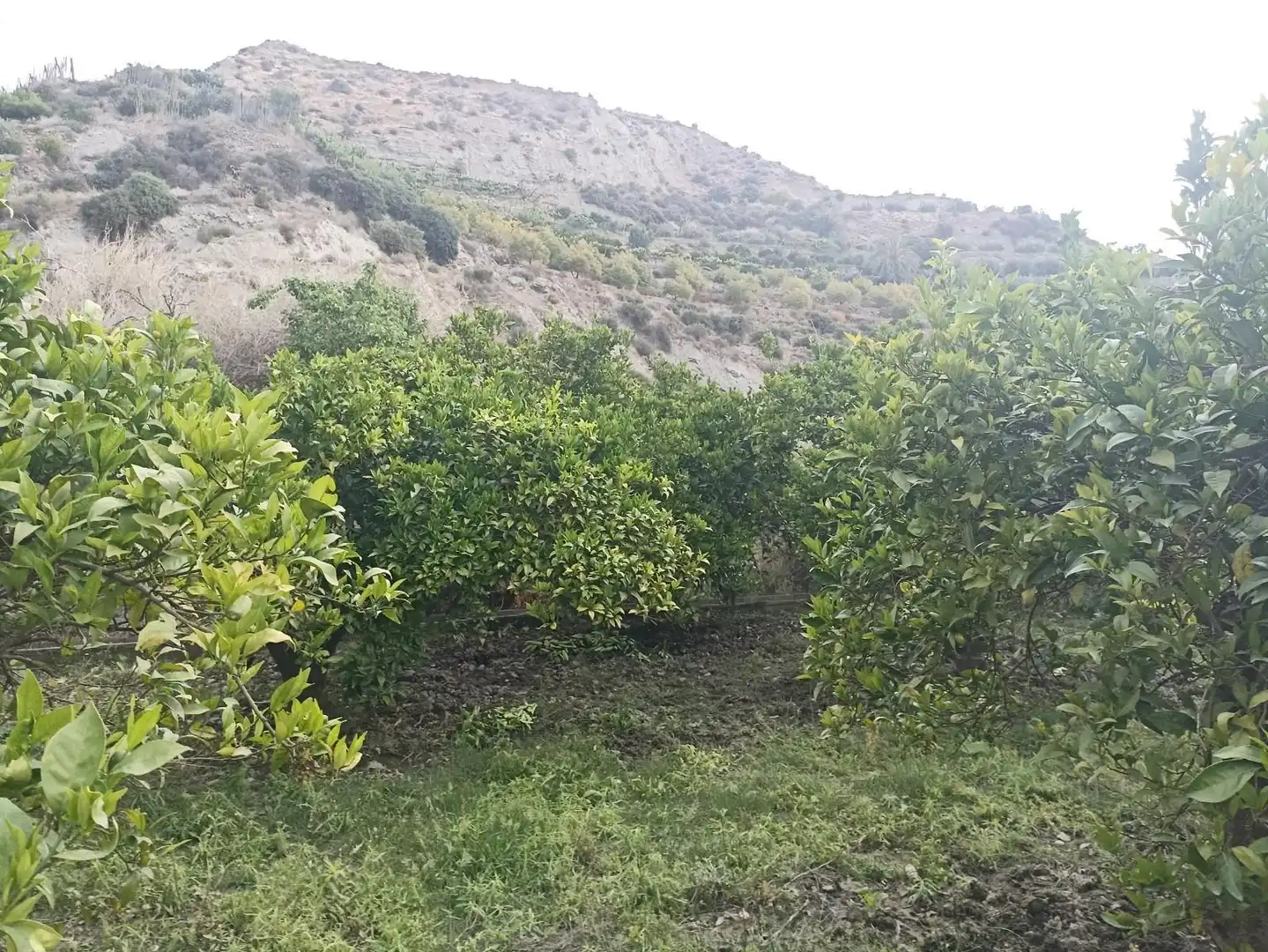 Terreny rústic en venda a molino del medio, imagen 7
