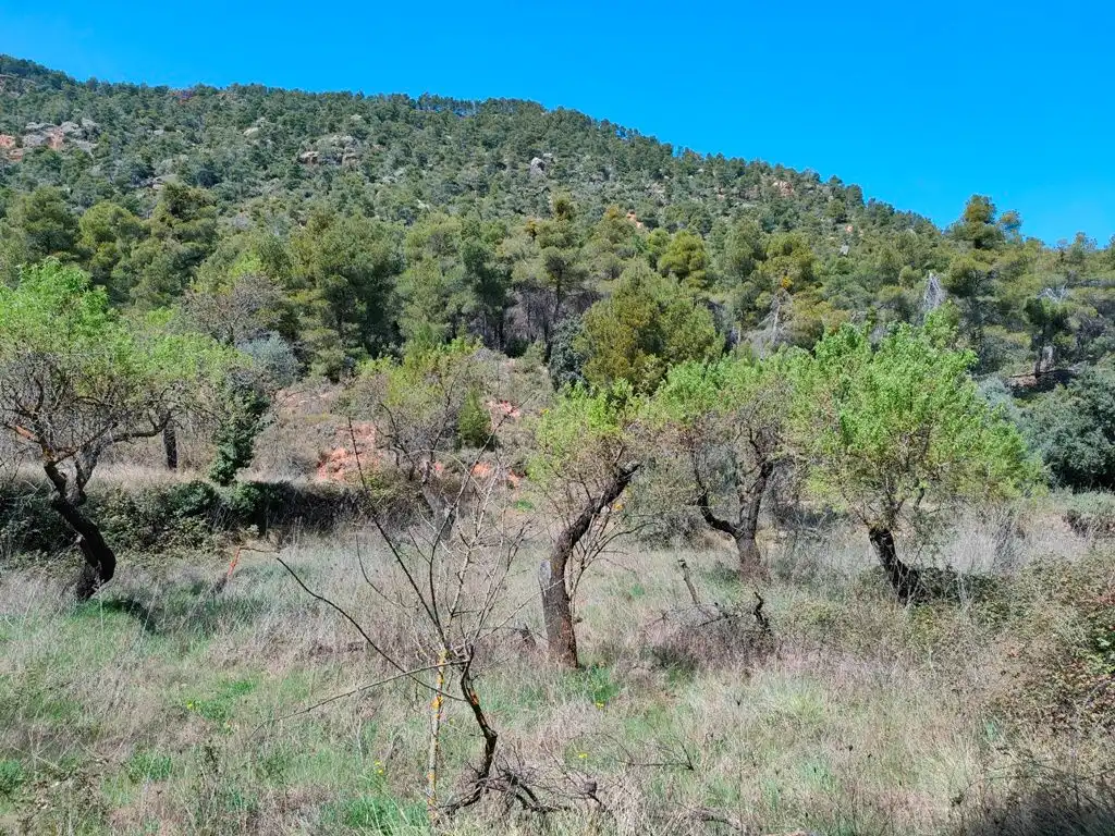 Terreni e lotti in vendita a Ráfales, imagen 10