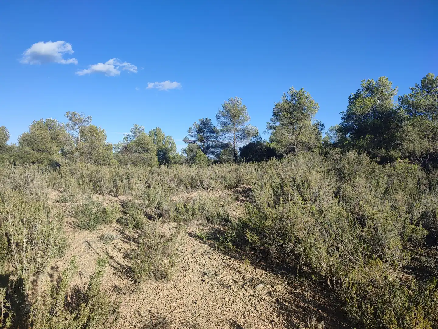 Terreno rústico en venta en Cervià de Les Garrigues, imagen 15